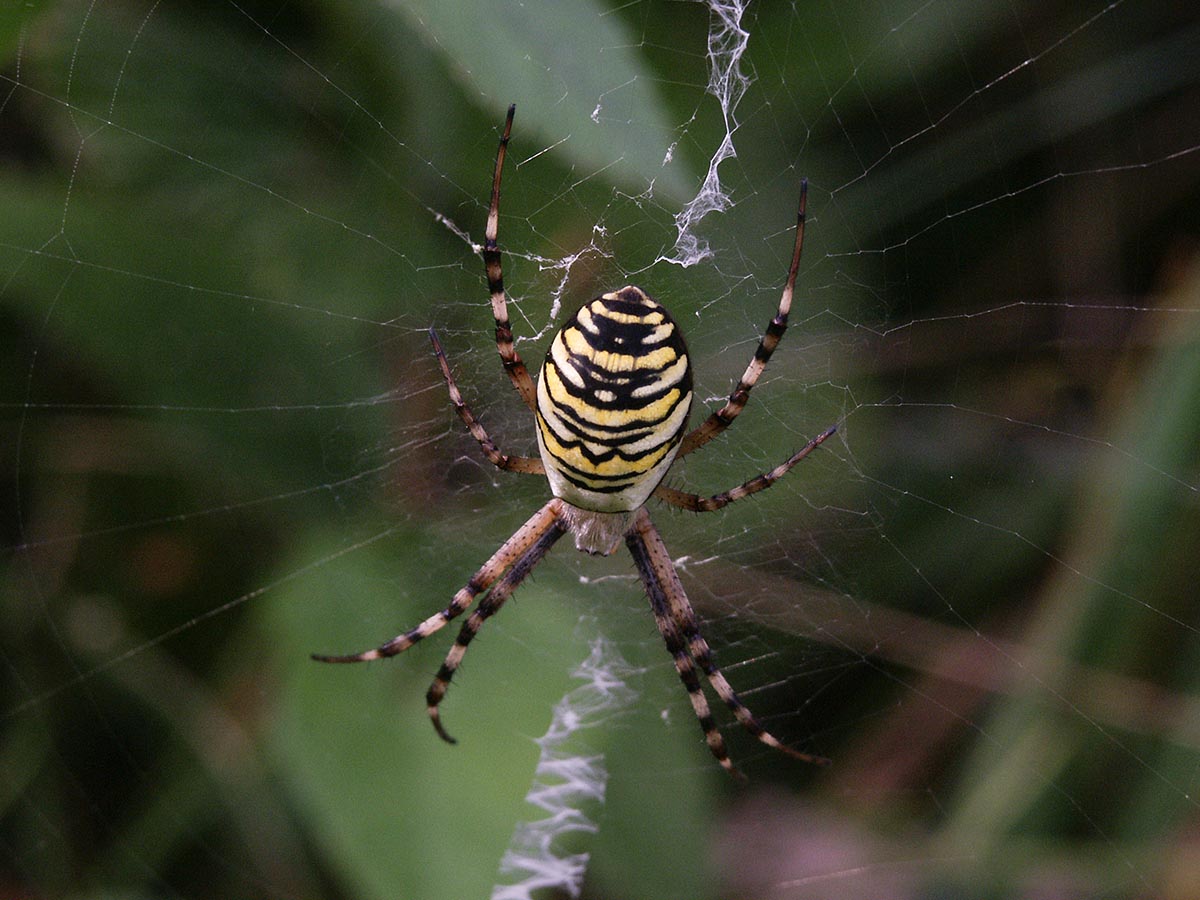 Radnetz mit Zick-Zack-Band Argiope bruennichi